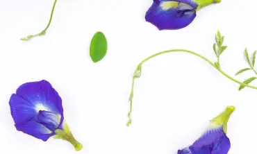 5 Manfaat Teh Bunga Telang Untuk Membantu Menyehatkan Hati dan Pencernaan
